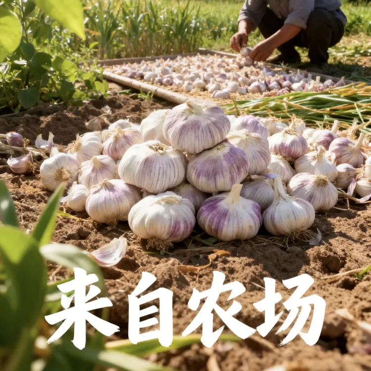 新鲜紫皮干大蒜头生杞县产地直发正宗腊八蒜蒜种直播批发10斤5斤