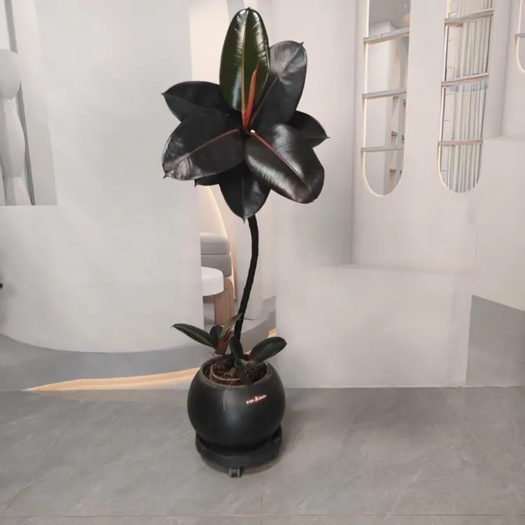 大型橡皮树室内盆栽好养活净化空气网红懒人绿植新手小白款客厅摆