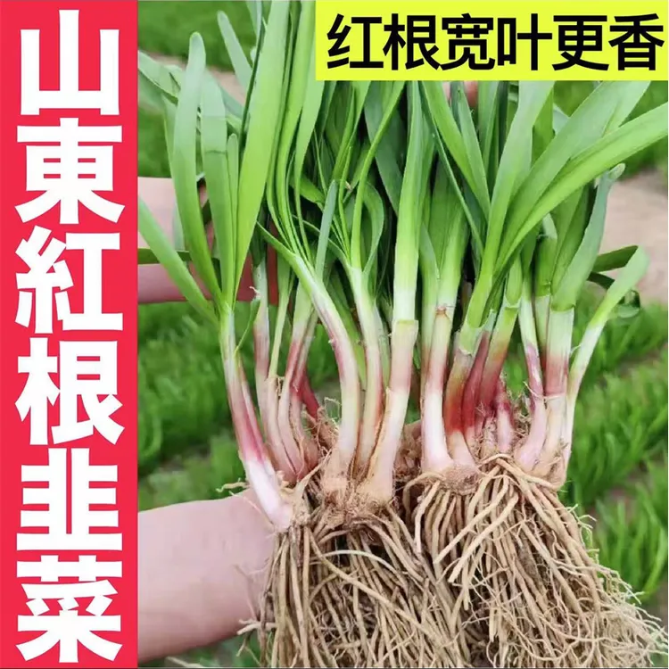 [今日特价 二十天可吃]现挖现发寿光韭菜根苗