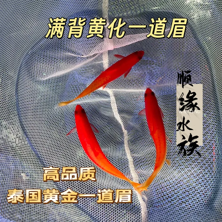 泰国黄化一眉道人黄金一眉黑影道人克里希那道金斯鲃热带观赏鱼