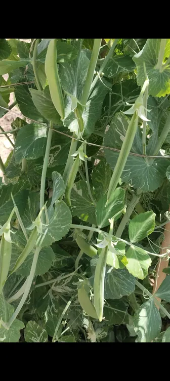 泰兴农村农家甜豌豆