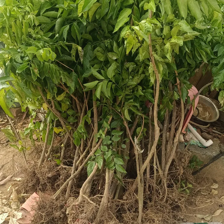 3棵鸡心黄皮裸根苗（三年苗）
