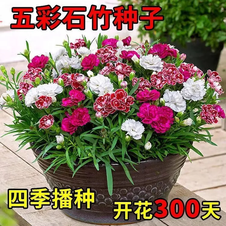 （推荐）{}耐寒五彩石竹种子常夏石竹花种籽子四季开花混色易种