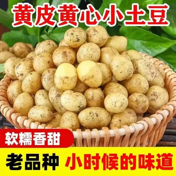 C富硒小土豆农家新鲜现挖恩施网红小土豆5-9斤应季蔬菜迷你马铃薯