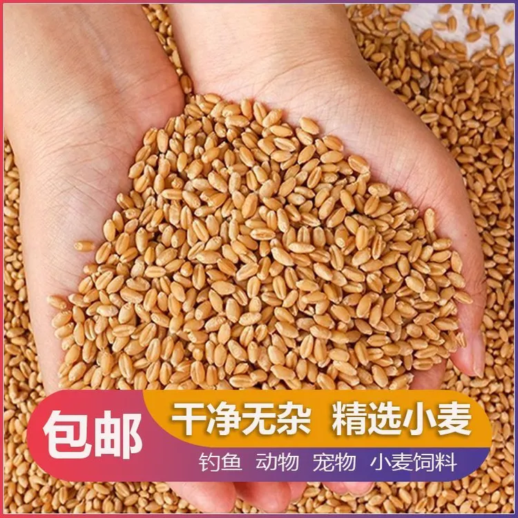 河南新鲜小麦粒便宜批发清仓喂鸡鸽子动物宠物食用饲料麦子酿酒
