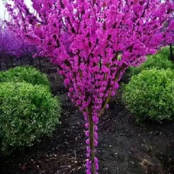 紫荆花树苗庭院耐热抗寒耐冻室内外地栽植物耐寒花丛生紫荆花盆栽