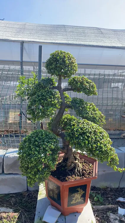老桩金枝玉叶盆景 绿植多肉盆景马齿苋树客厅阳台观叶四季青包邮