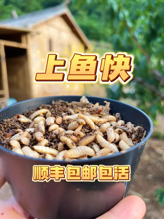 【钓鱼虫】黑水虻幼虫高蛋白活饵可钓黄骨鱼鲶鱼罗非翘嘴马口石辬鱼