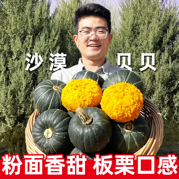 【宁夏沙漠贝贝】正宗板栗味小南瓜新鲜现摘粉糯老南瓜辅食整箱包邮