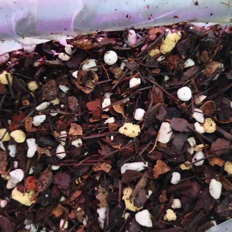 兰花专用植料，六寸盆刚好使用