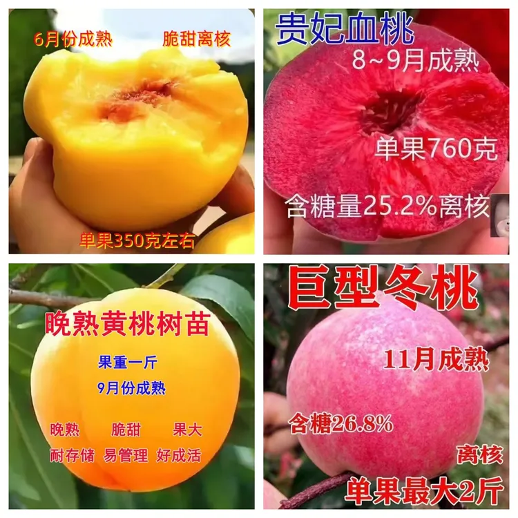 嫁接早熟晚熟黄桃苗 血桃 冬桃 南方北方种植当年结果 桃树果树苗
