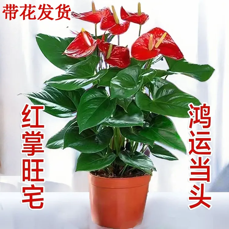 无花朵红掌白掌盆栽带花一帆风顺花卉植物室内绿植水培鸿运当头四