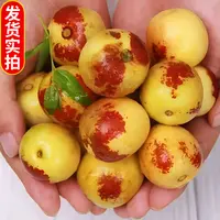 【京东顺丰包邮】现摘正宗陕西大荔冬枣新鲜大枣应季水果脆枣