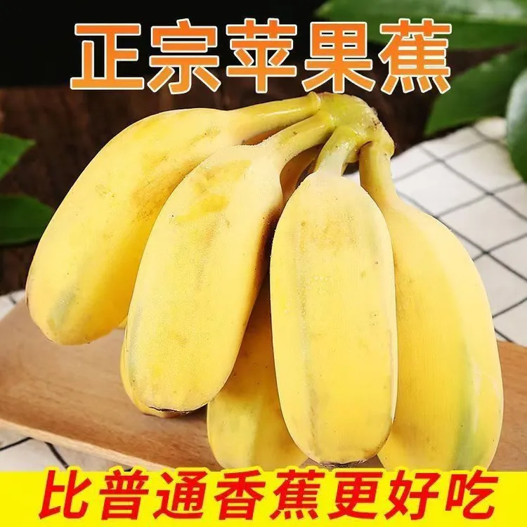 广东苹果蕉现摘直发软糯香甜当季新鲜水果