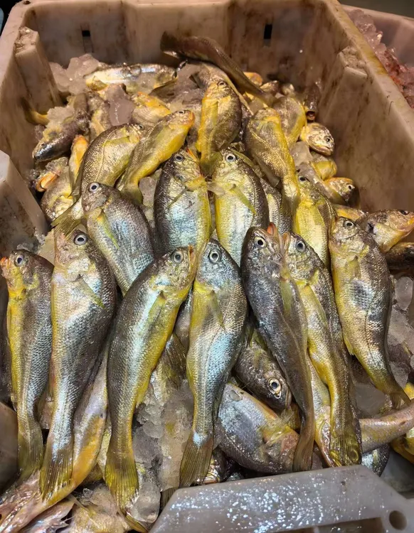 大连渤海湾纯生鲜野生海杂鱼黄花鱼