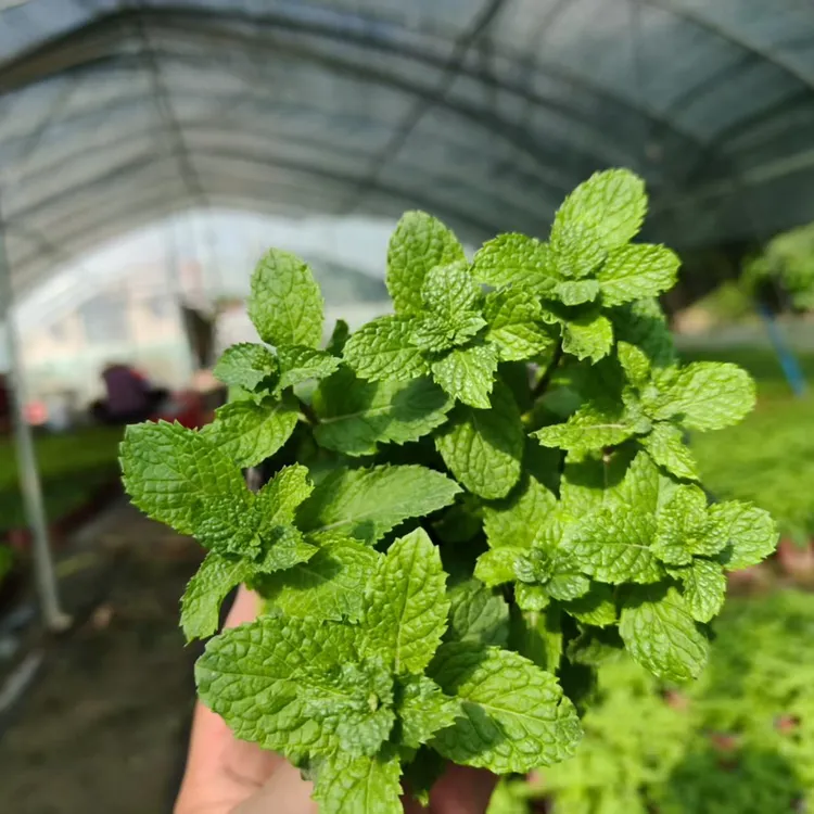 薄荷盆栽地栽室内外阳台好养绿植驱蚊驱虫净化空气可食用