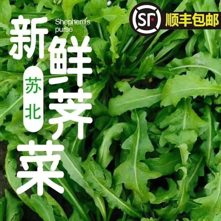 【顺丰包邮】2025苏北农家新鲜露天荠菜现挖现发饺子春卷馄饨馅野菜