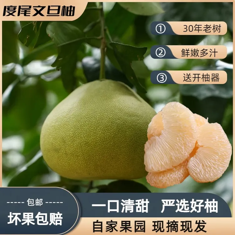 度尾文旦柚新鲜果子红心白肉蜜柚子老树现摘果子孕妇