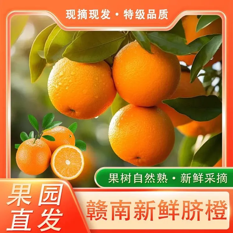 正宗江西赣南早脐橙现摘手剥香甜爆汁橙子果园直发