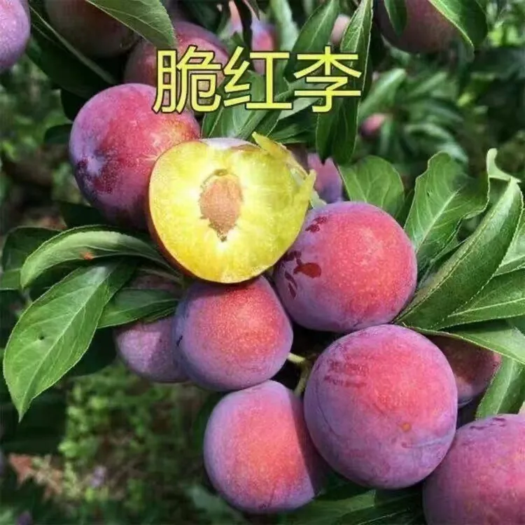优质嫁接红脆李子果树树苗现挖效果现发特产2025
