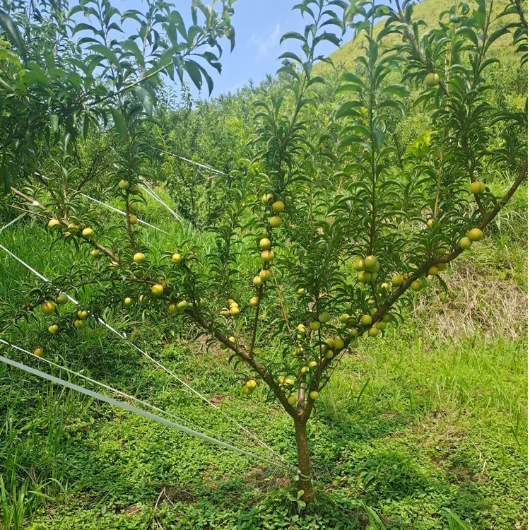 贵州六马蜂糖李树苗 镇宁蜂糖李苗 正宗蜂糖李苗