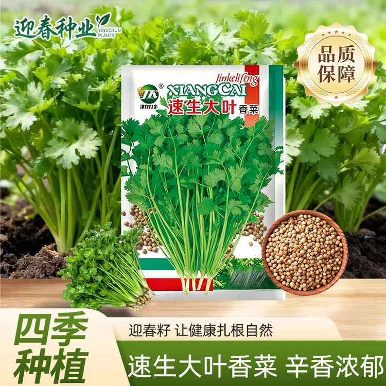 【全店满5包包邮】四季大叶小叶香菜三天生种子耐热耐寒适合阳台室