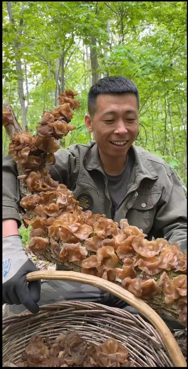 原生态山木耳野生干货