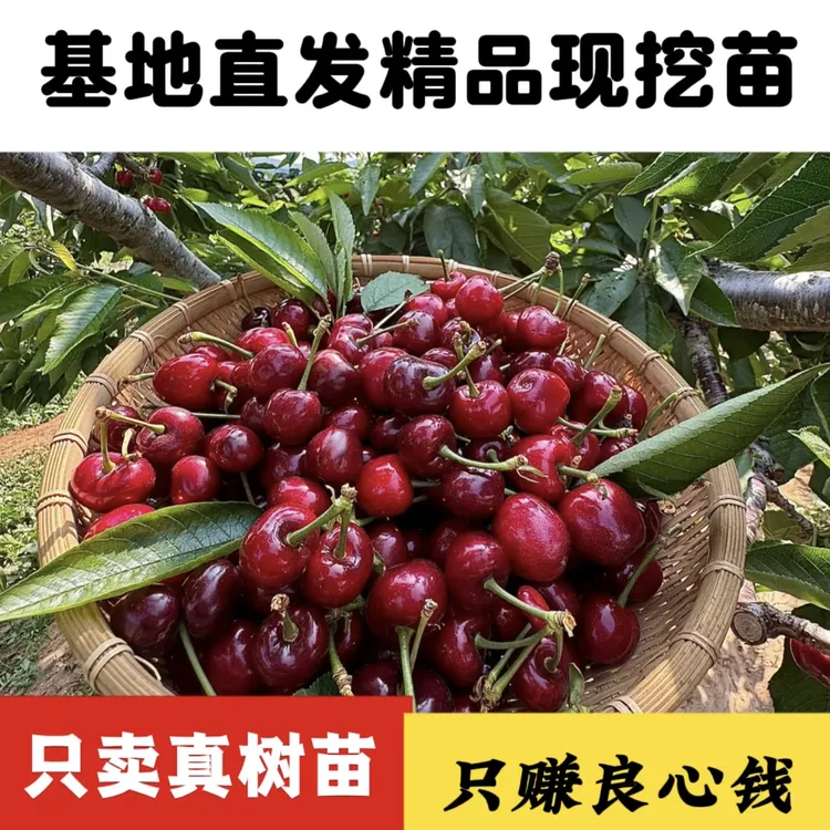 4年生【车厘子大樱桃树】 基地直发 适合南北方种植