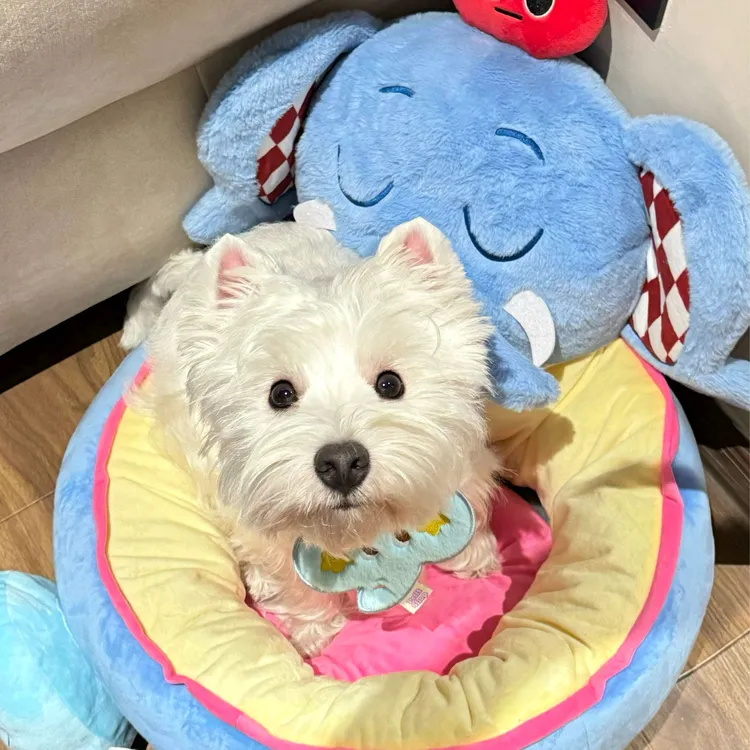 XIU原创宠物窝四季通用耐咬可爱保暖网红大象多猫狗趣味窝