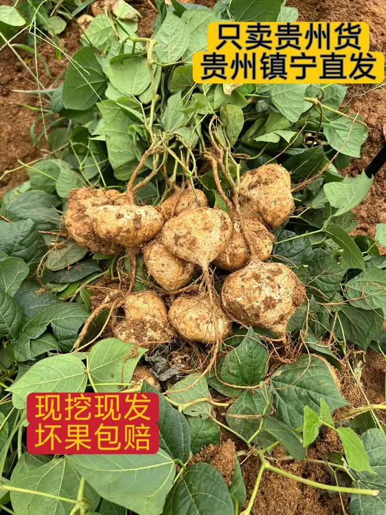 贵州现挖地萝卜凉薯脆甜多汁当季蔬菜水果沙葛