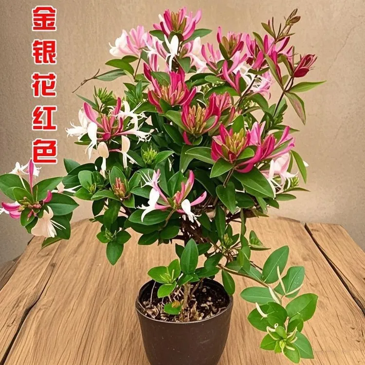 四季金银花树苗盆栽地栽药用食用泡茶净化空气抗寒阳台绿植物花卉