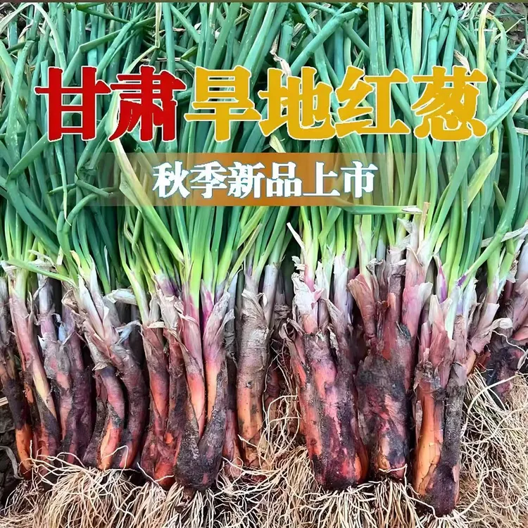 甘肃旱地红葱现挖现发羊粪种植