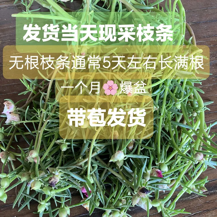 【新手推荐】18-28色太阳花枝条基地直发