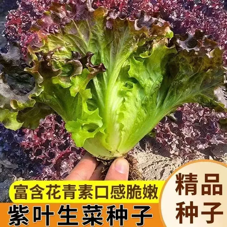 紫叶生菜种子庭院阳台盆栽种植蔬菜种子速生生菜四季紫色生菜种子