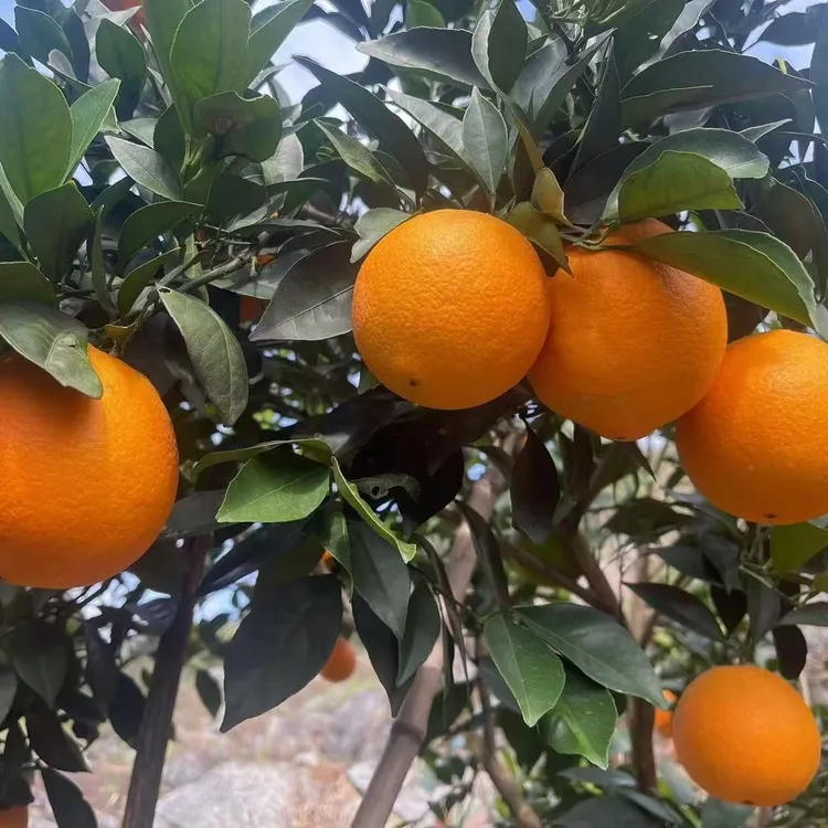 广西特产正宗富川脐橙果肉饱满现摘现发新鲜橙子产地直发应季水果