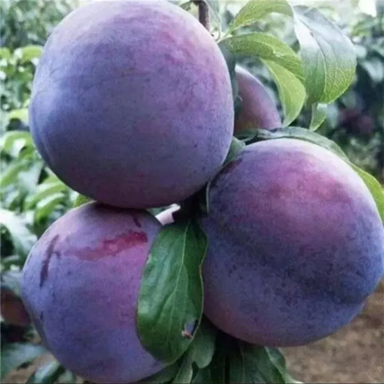 正宗嫁接巨王黑李特大李子树苗耐寒黑李子苗黑布林盆栽地栽果树苗