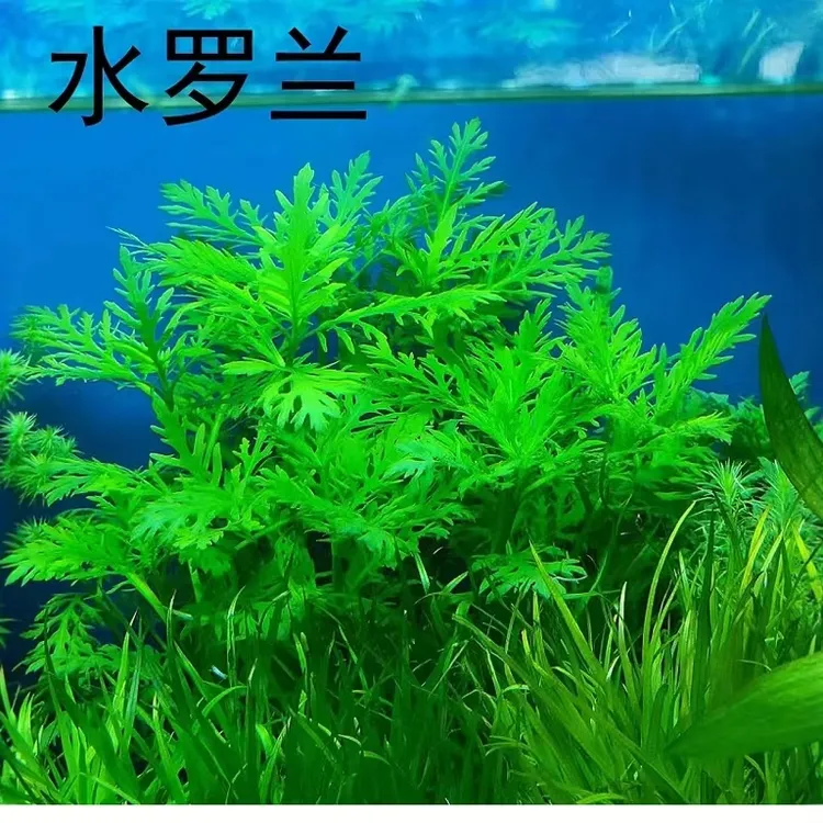 火山石水罗兰水草阴性草缸生态缸原生鱼缸造景懒人新手淡水真草
