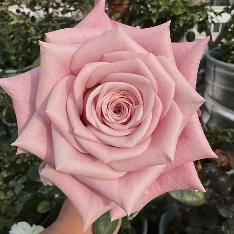 懂花帝超新品合集切花玫瑰庭院阳台盆栽根接月季小苗