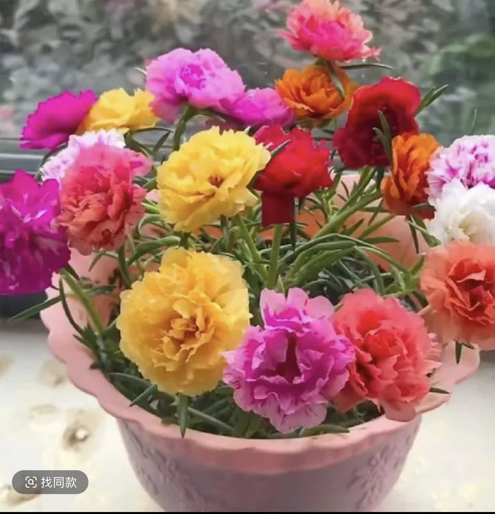 宿根重瓣太阳花无根多色枝条