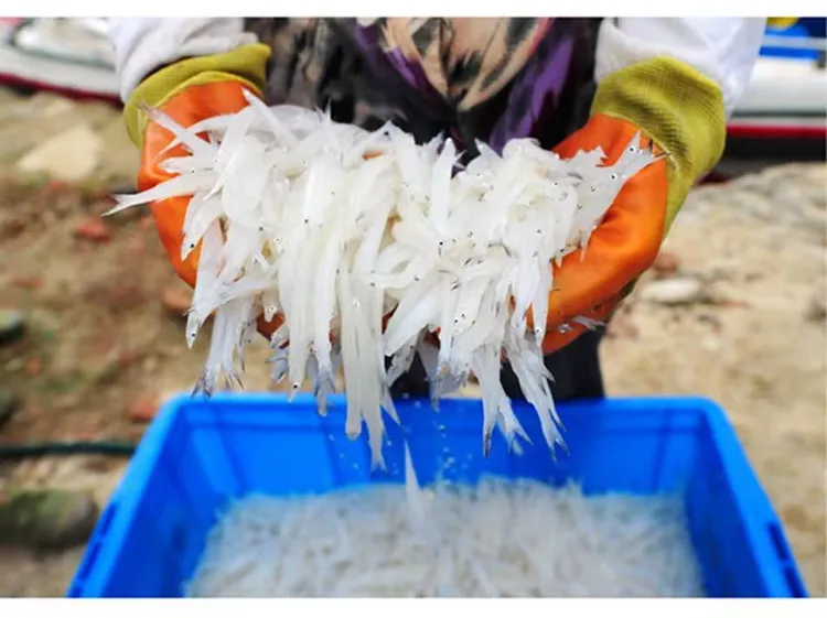 中俄界湖兴凯湖淡水小银鱼细嫩无刺无鳞高蛋白营养丰富