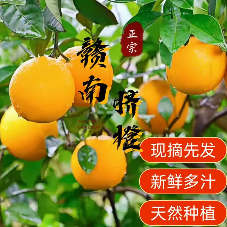 正宗赣南脐橙现摘现发新鲜多汁自家果园直发江西赣南脐橙20斤装