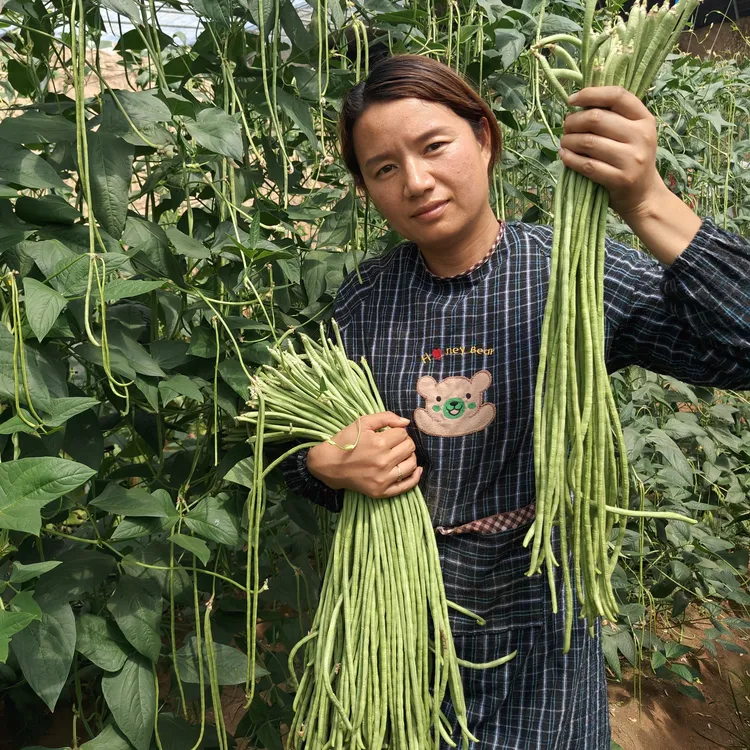 河南农家自种露天新鲜采摘长豆角3斤装4.5斤装包邮