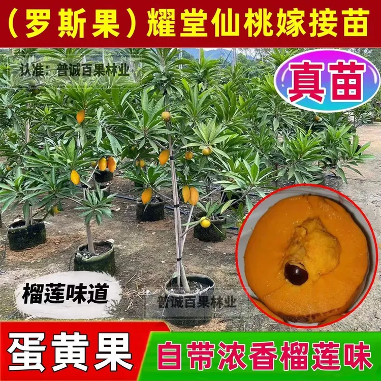 蛋黄果苗 鸡蛋果树苗 榴莲味罗斯果苗 耀堂 仙桃一号水果树苗盆栽