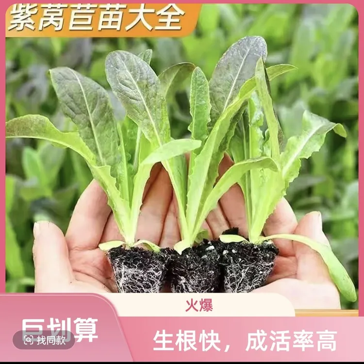 云南紫叶莴笋秧苗，四季农家自种时令蔬菜秧苗