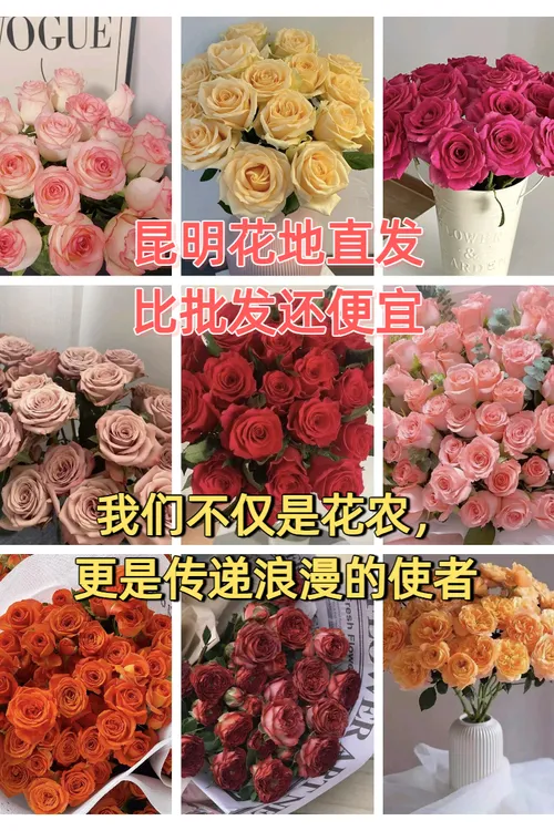 【小王子玫瑰园】花地现采直发 