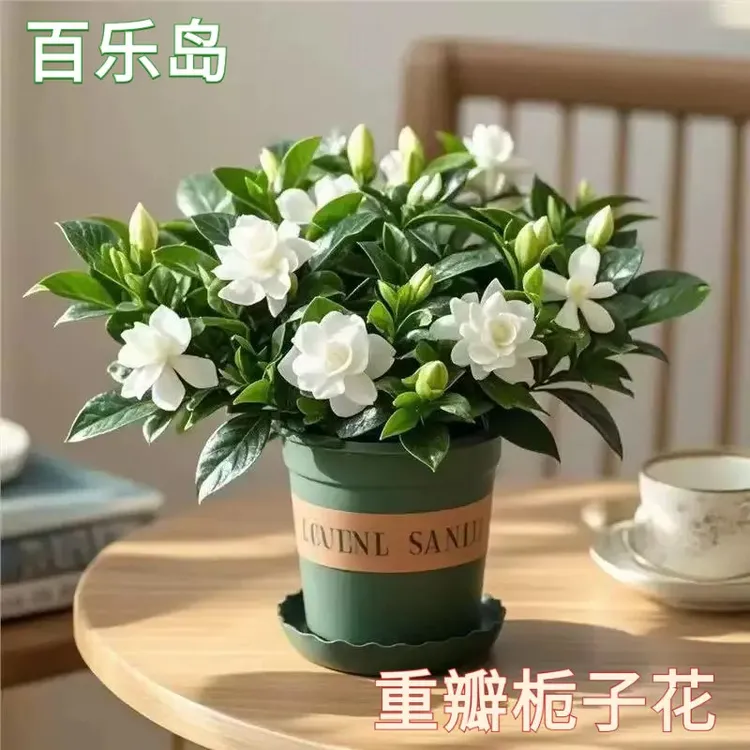 大叶栀子花浓香型栀子花盆栽 植物花卉室内客厅阳台绿植四季好养