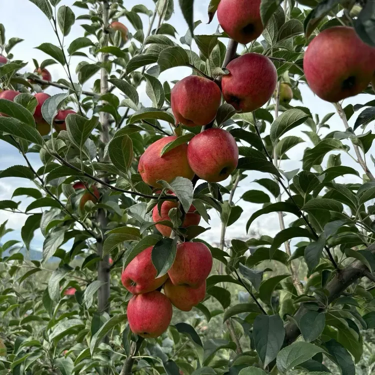 昭通红露苹果脆甜冰糖心应季新鲜现摘水果产地包邮