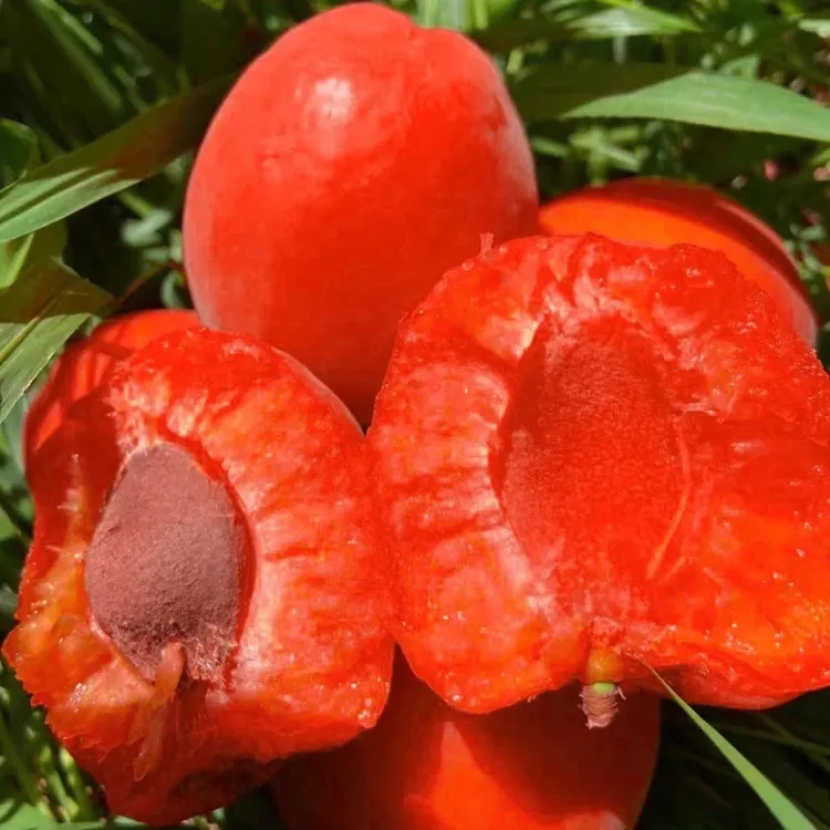 3年苗买一送一【嫁接杏树苗】沙金红杏大果红杏树苗南北方盆栽地栽