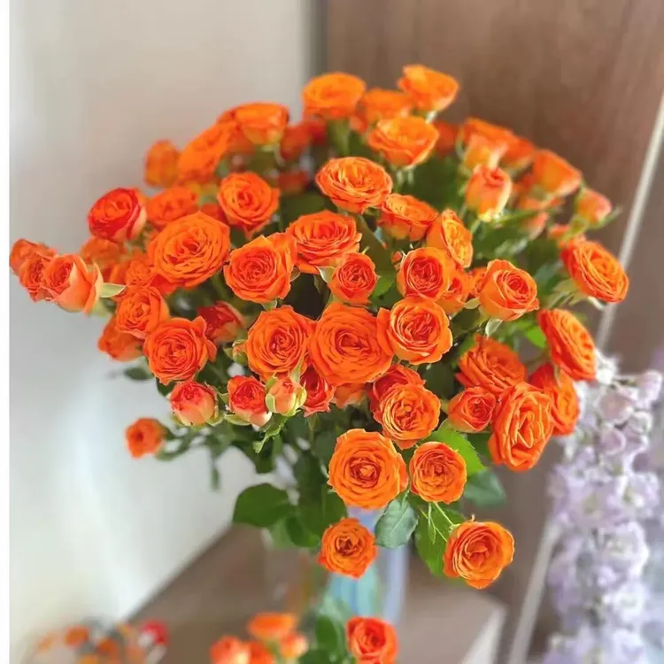 顺丰橙芭比多头玫瑰苏菲花束云南鲜花基地直发