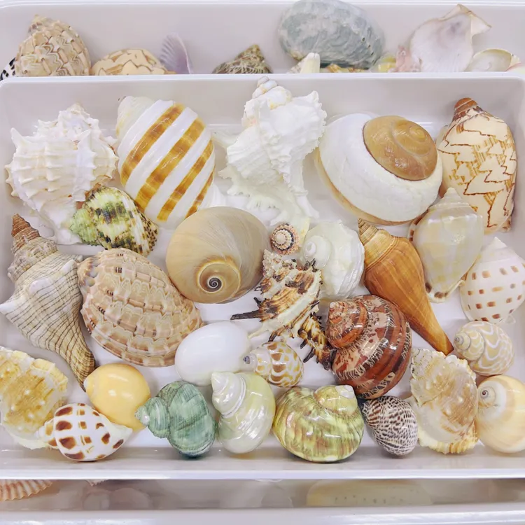 【寄居蟹的家】天然海螺贝壳鱼缸造景寄居蟹卷贝鱼替换壳水族箱装饰